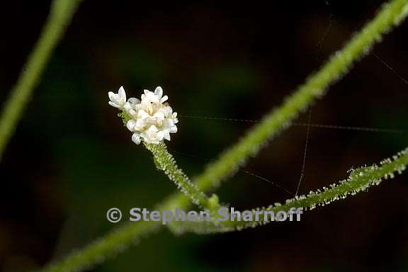 adenocaulon bicolor 9 graphic